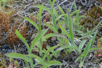 Mezi úporné jednoleté plevele patří ježatka kuří noha (Echinochloa crus-gali), střešní substrát by její semena neměl vůbec obsahovat.